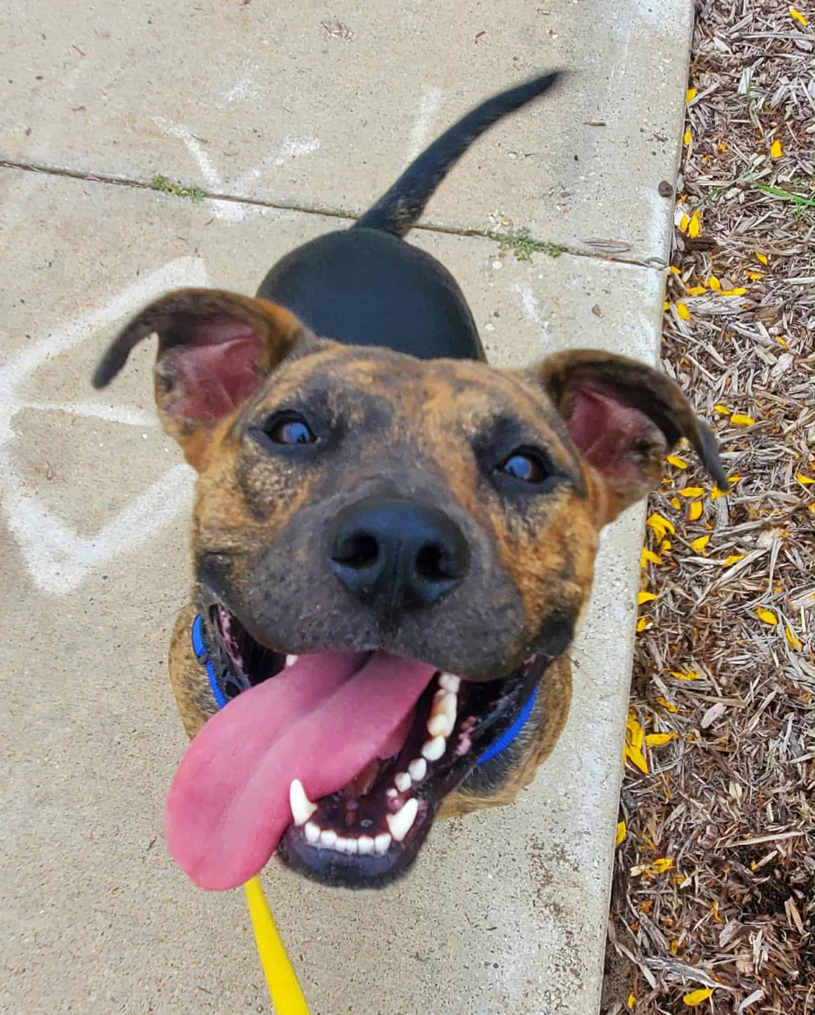 Logan, an adoptable Mixed Breed, American Bully in Watertown, WI, 53094 | Photo Image 5