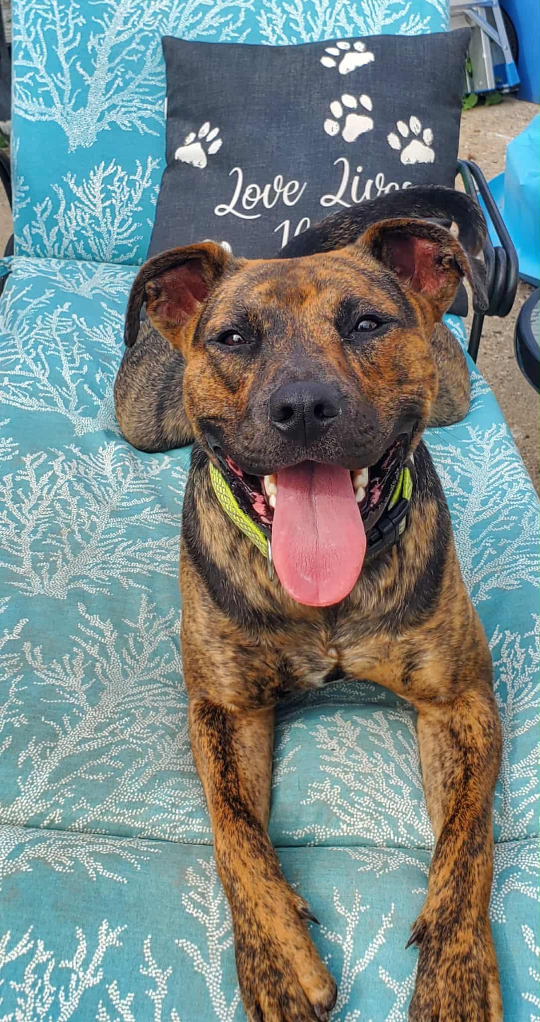 Logan, an adoptable Mixed Breed, American Bully in Watertown, WI, 53094 | Photo Image 6