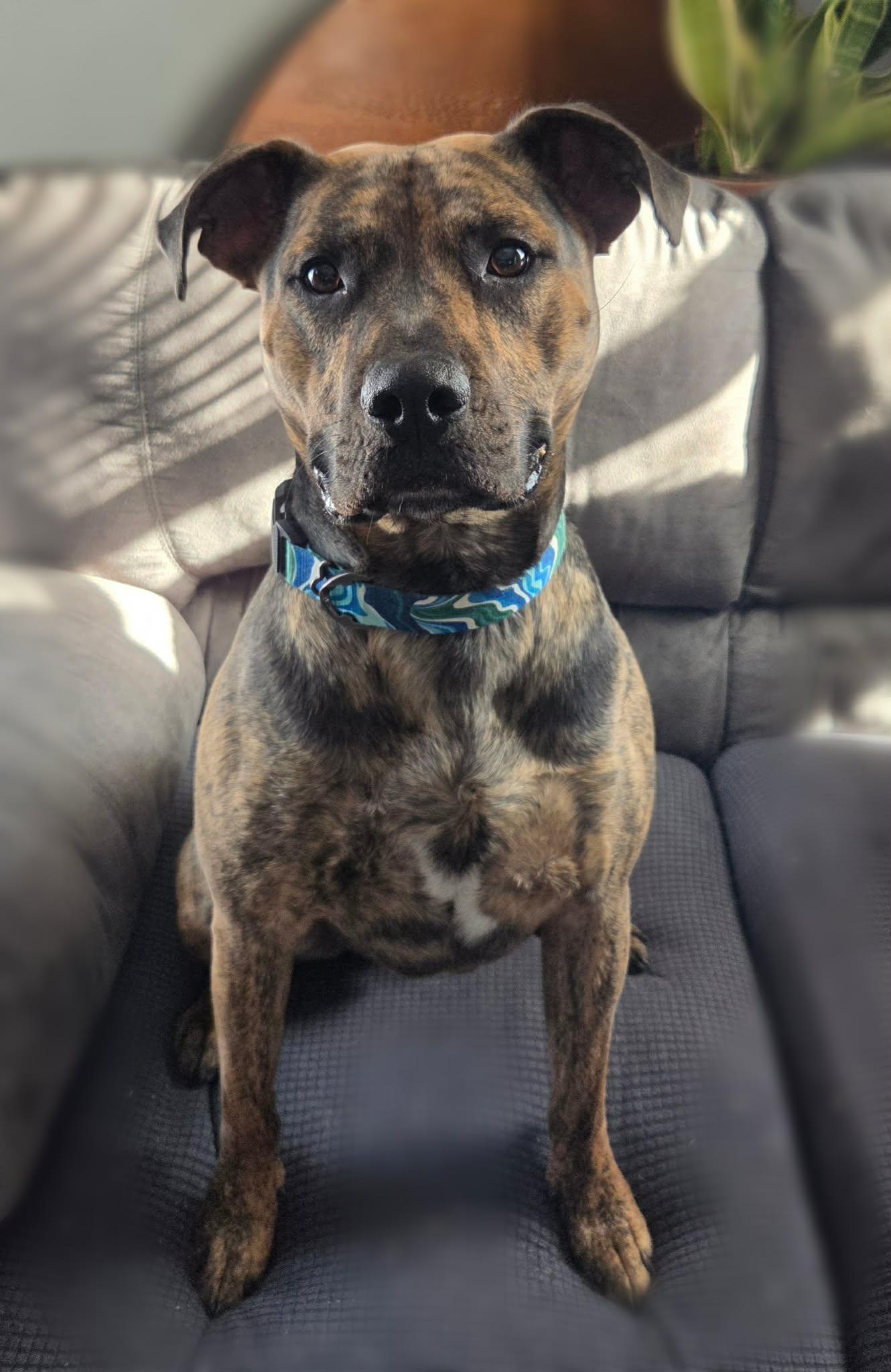 Enlarge Logan, a Adoptable mixed breed in Watertown, WI image 2/6