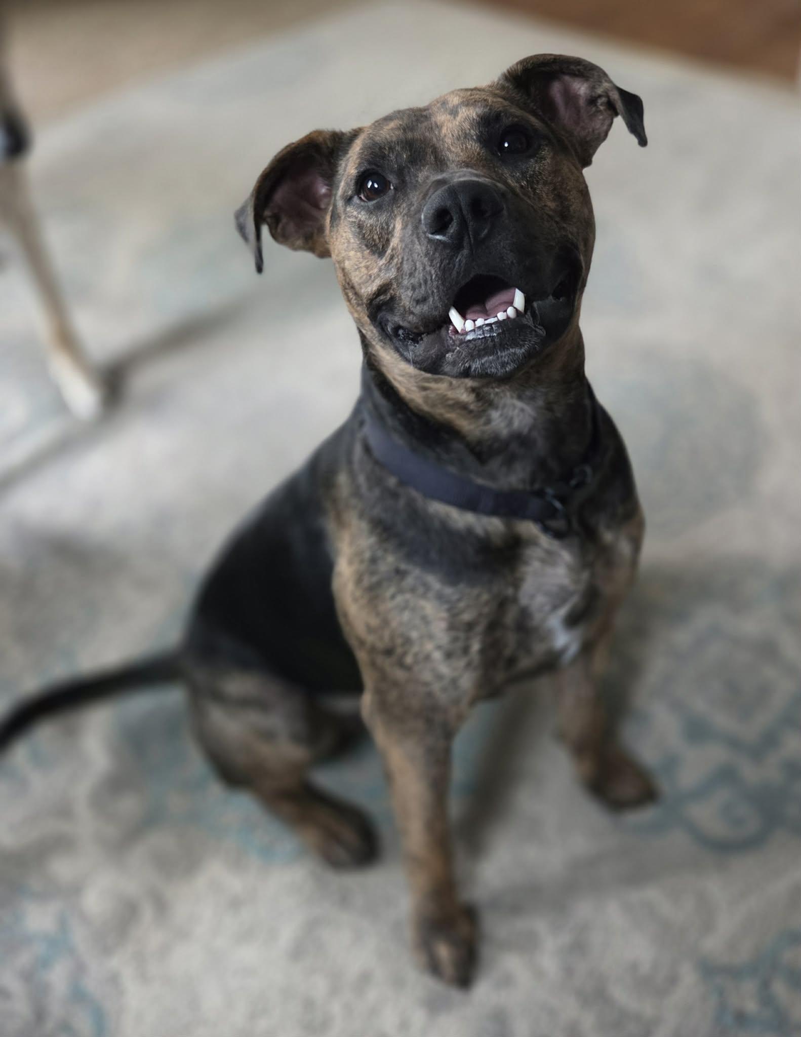 Enlarge Logan, a Adoptable mixed breed in Watertown, WI image 3/6