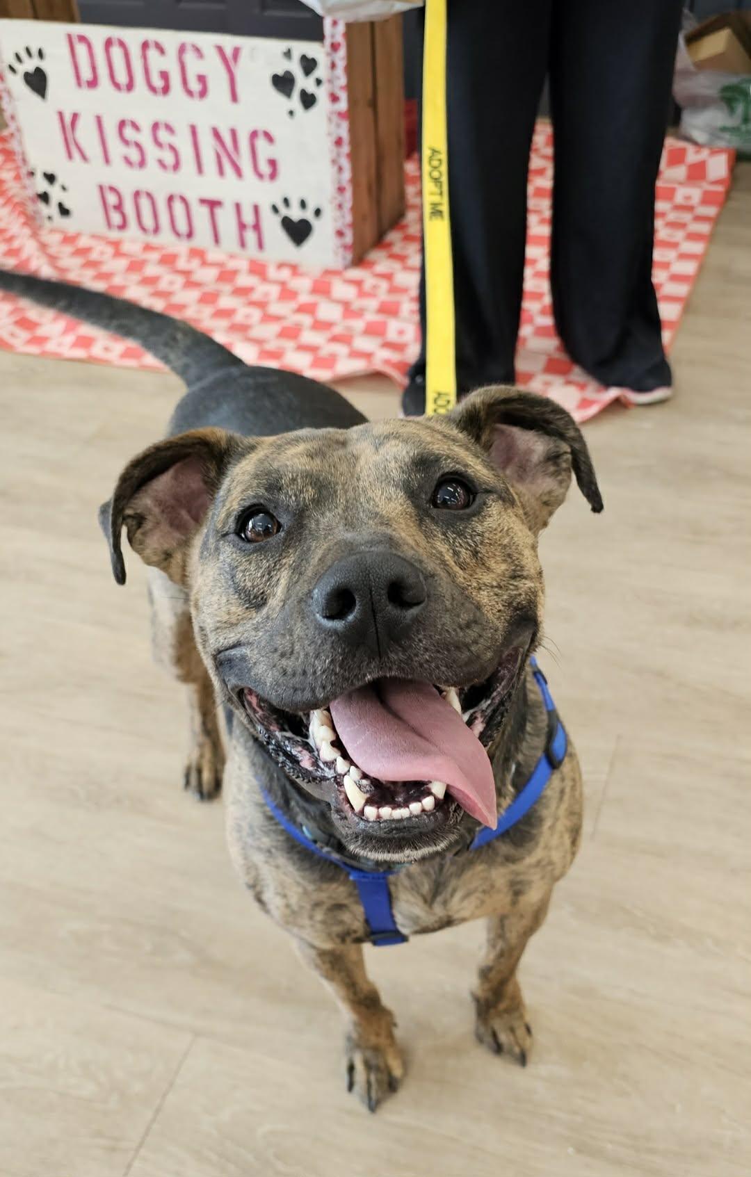 Enlarge Logan, a Adoptable mixed breed in Watertown, WI image 6/6