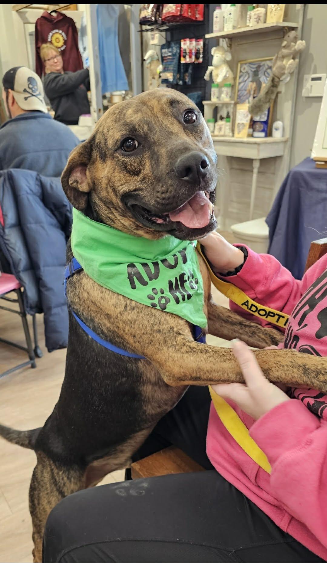 Enlarge Logan, a Adoptable mixed breed in Watertown, WI image 5/6