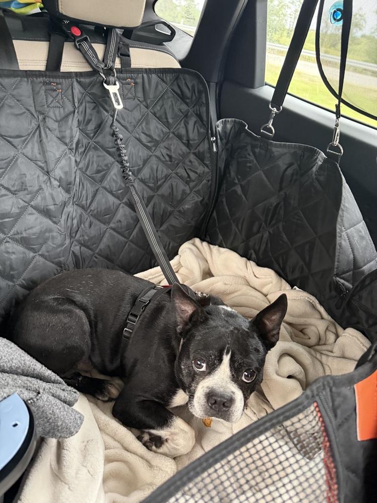 Enlarge Bernie Tharp KY 4872, a Adoptable Boston Terrier in Maryville, TN image 1/3