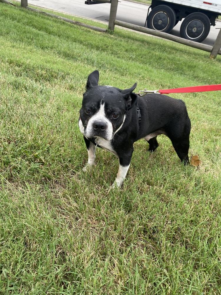 Enlarge Bernie Tharp KY 4872, a Adoptable Boston Terrier in Maryville, TN image 2/3