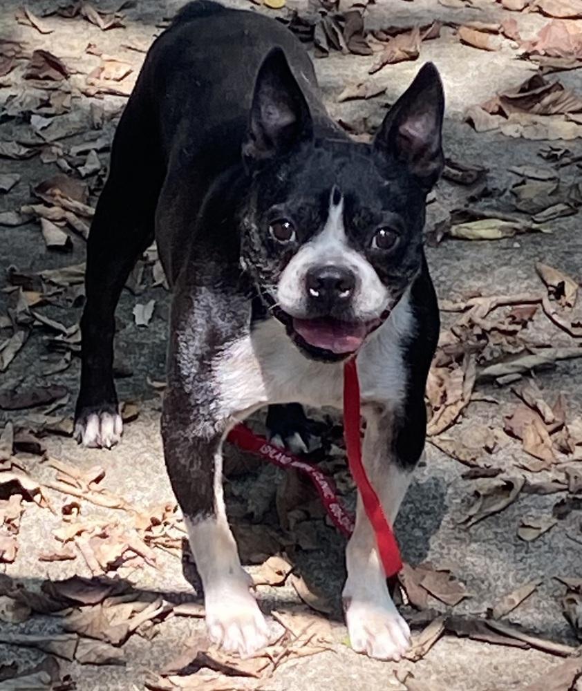 Enlarge Bernie Tharp KY 4872, a Adoptable Boston Terrier in Maryville, TN image 3/3