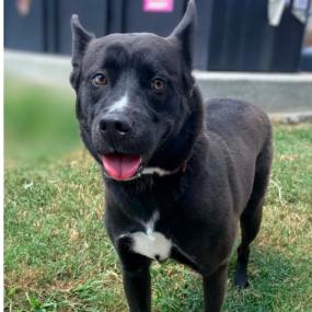 Enlarge Izzy, a Adoptable mixed breed in Concord, NC image 1/6