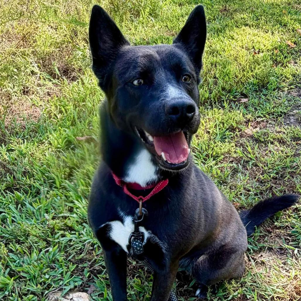Enlarge Izzy, a Adoptable mixed breed in Concord, NC image 2/6