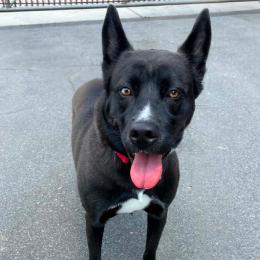 Enlarge Izzy, a Adoptable mixed breed in Concord, NC image 3/6