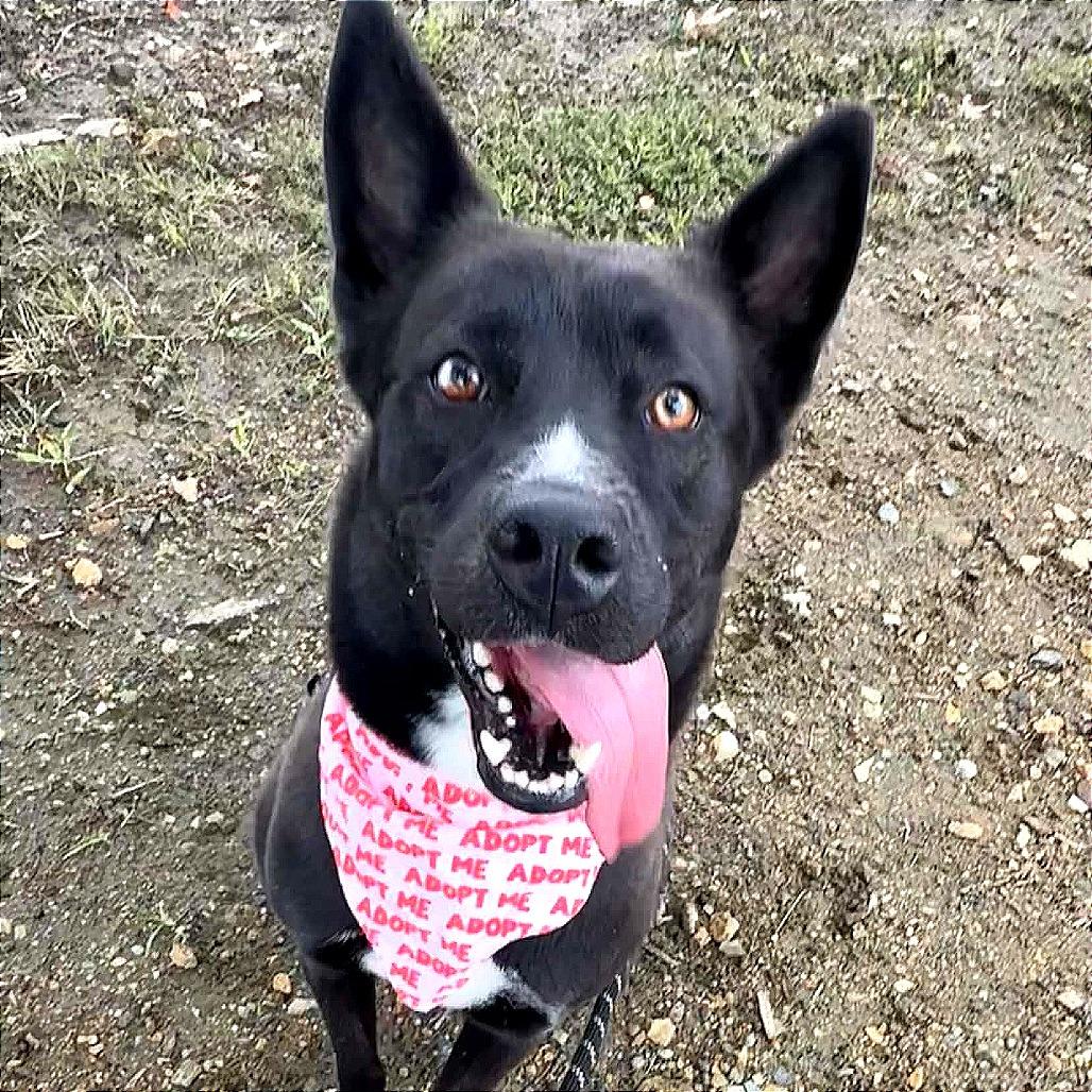 Enlarge Izzy, a Adoptable mixed breed in Concord, NC image 4/6