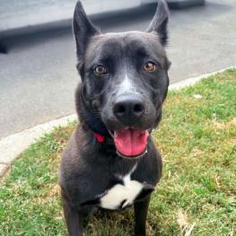Enlarge Izzy, a Adoptable mixed breed in Concord, NC image 5/6
