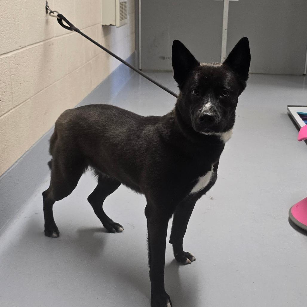 Enlarge Izzy, a Adoptable mixed breed in Concord, NC image 6/6