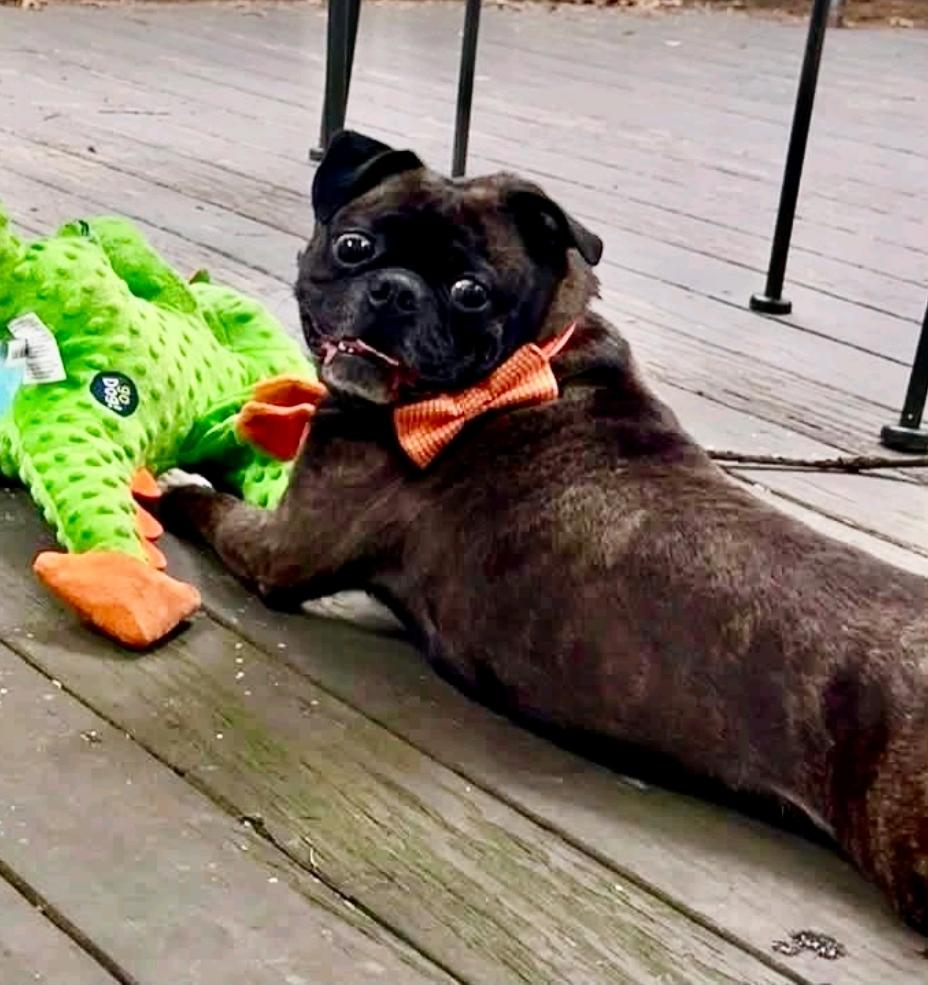 Enlarge Blitz (pug/Boston terrier) WAIVED ADOPTION FEE, a Adopted mixed breed in Torrington, CT image 5/6