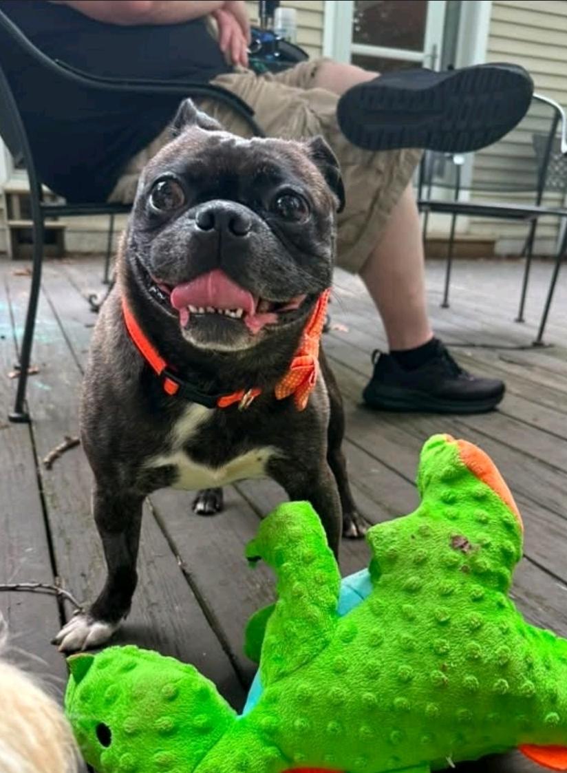 Enlarge Blitz (pug/Boston terrier) WAIVED ADOPTION FEE, a Adopted mixed breed in Torrington, CT image 6/6