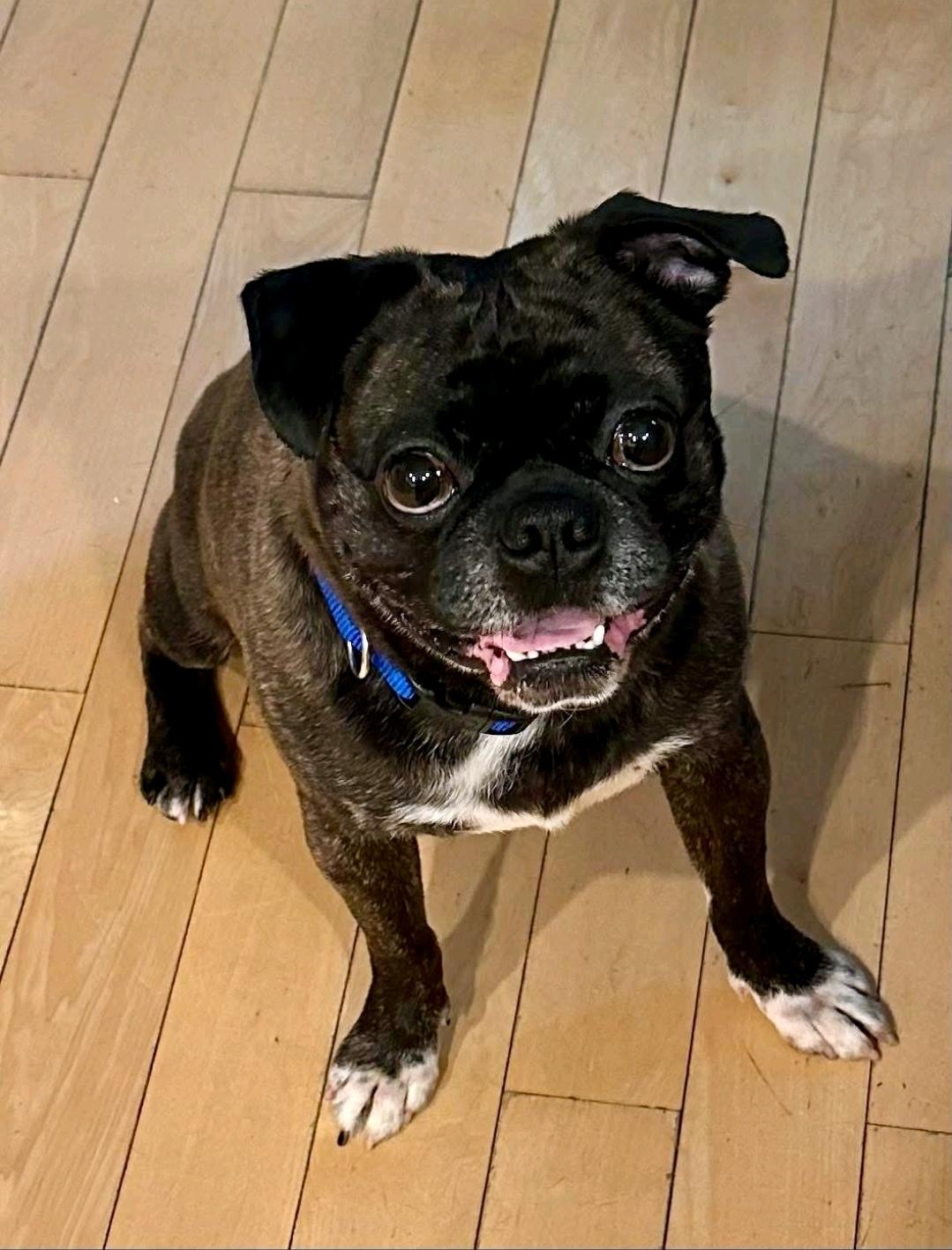 Enlarge Blitz (pug/Boston terrier) WAIVED ADOPTION FEE, a Adopted mixed breed in Torrington, CT image 4/6