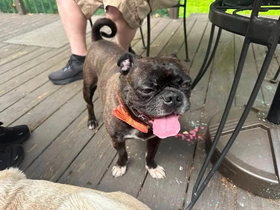 Blitz (pug/Boston terrier) WAIVED ADOPTION FEE, Adopted, Young Male Pug & Boston Terrier.