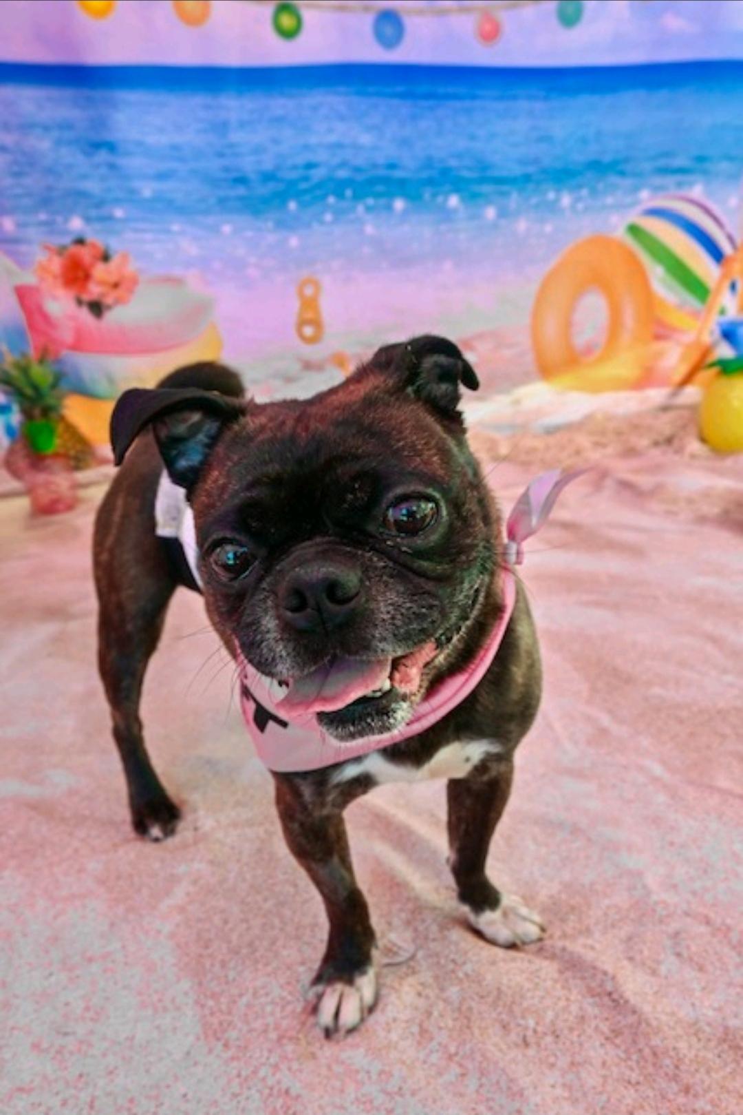 Enlarge Blitz (pug/Boston terrier) WAIVED ADOPTION FEE, a Adopted mixed breed in Torrington, CT image 3/6