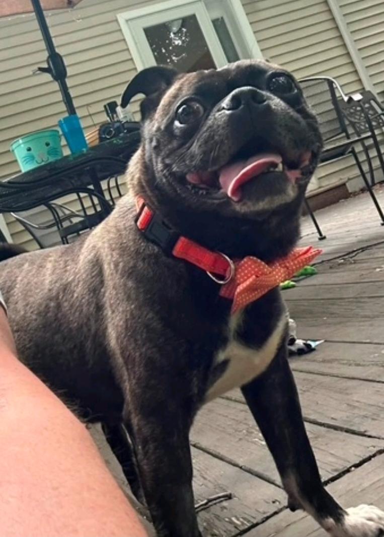 Blitz (pug/Boston terrier) PARTIALLY SPONSORED FEE, Adoptable, Young Male Pug & Boston Terrier.