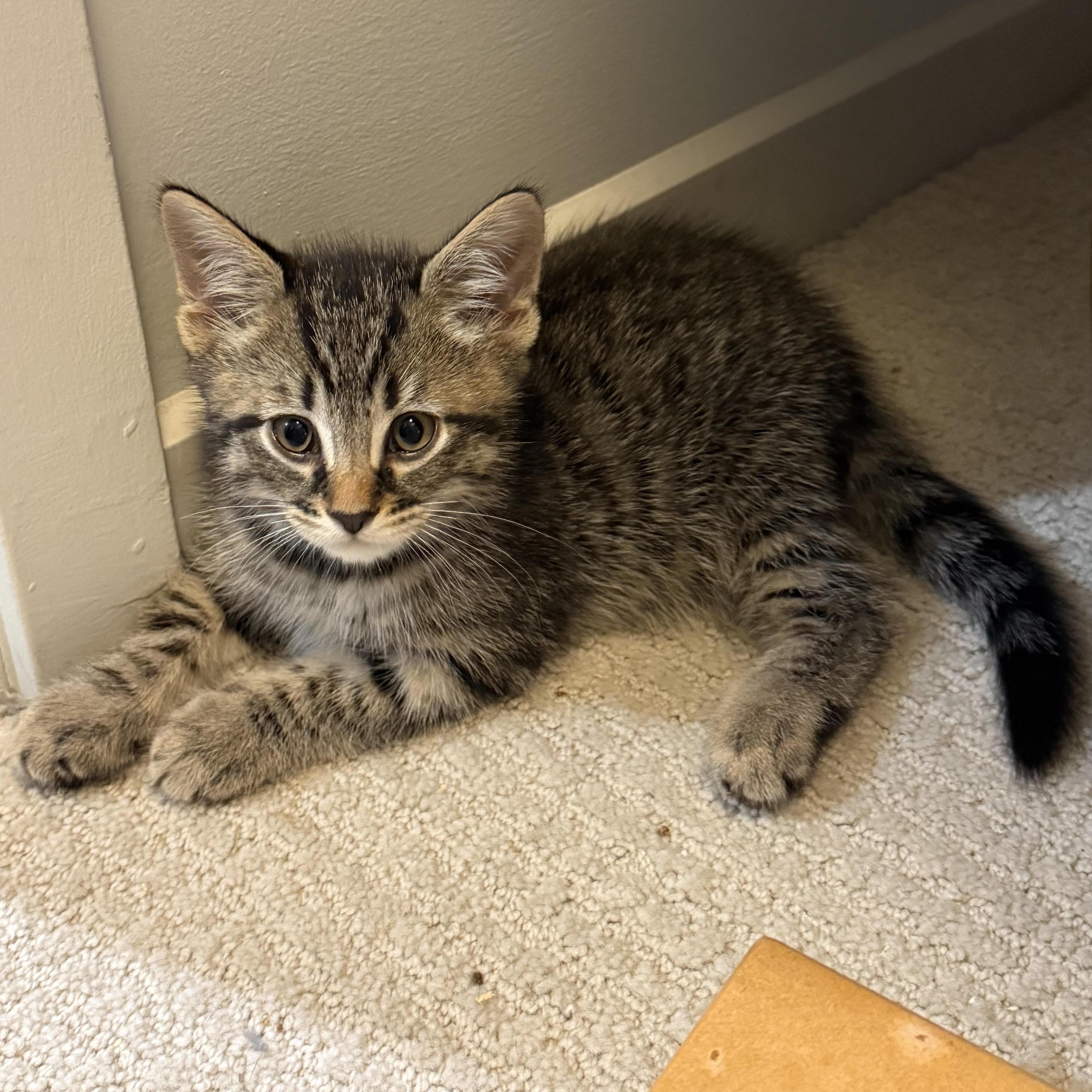 The Board of Directors Kittens, a Adoptable Domestic Short Hair in Waltham, MA image 3/6
