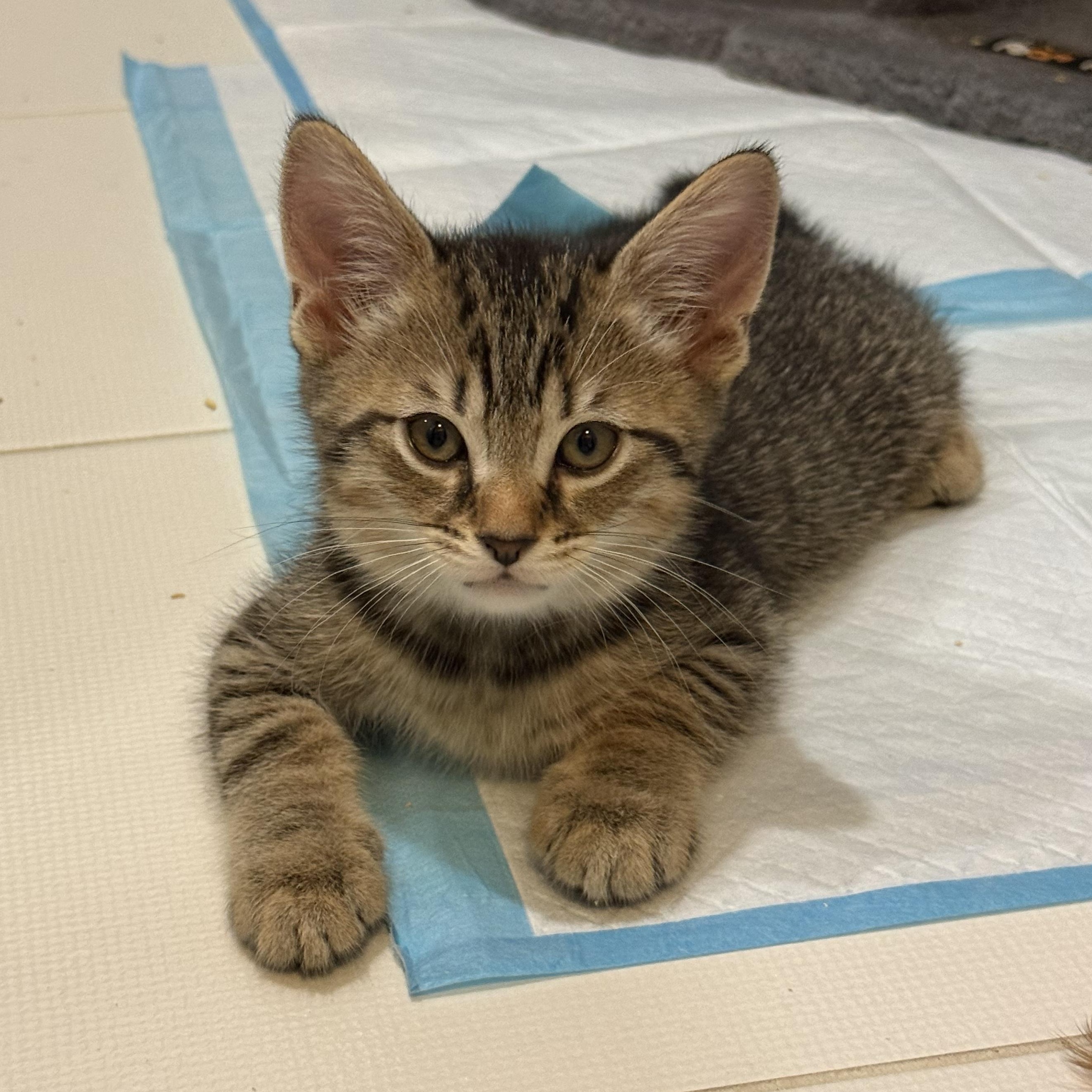 The Board of Directors Kittens, a Adoptable Domestic Short Hair in Waltham, MA image 4/6