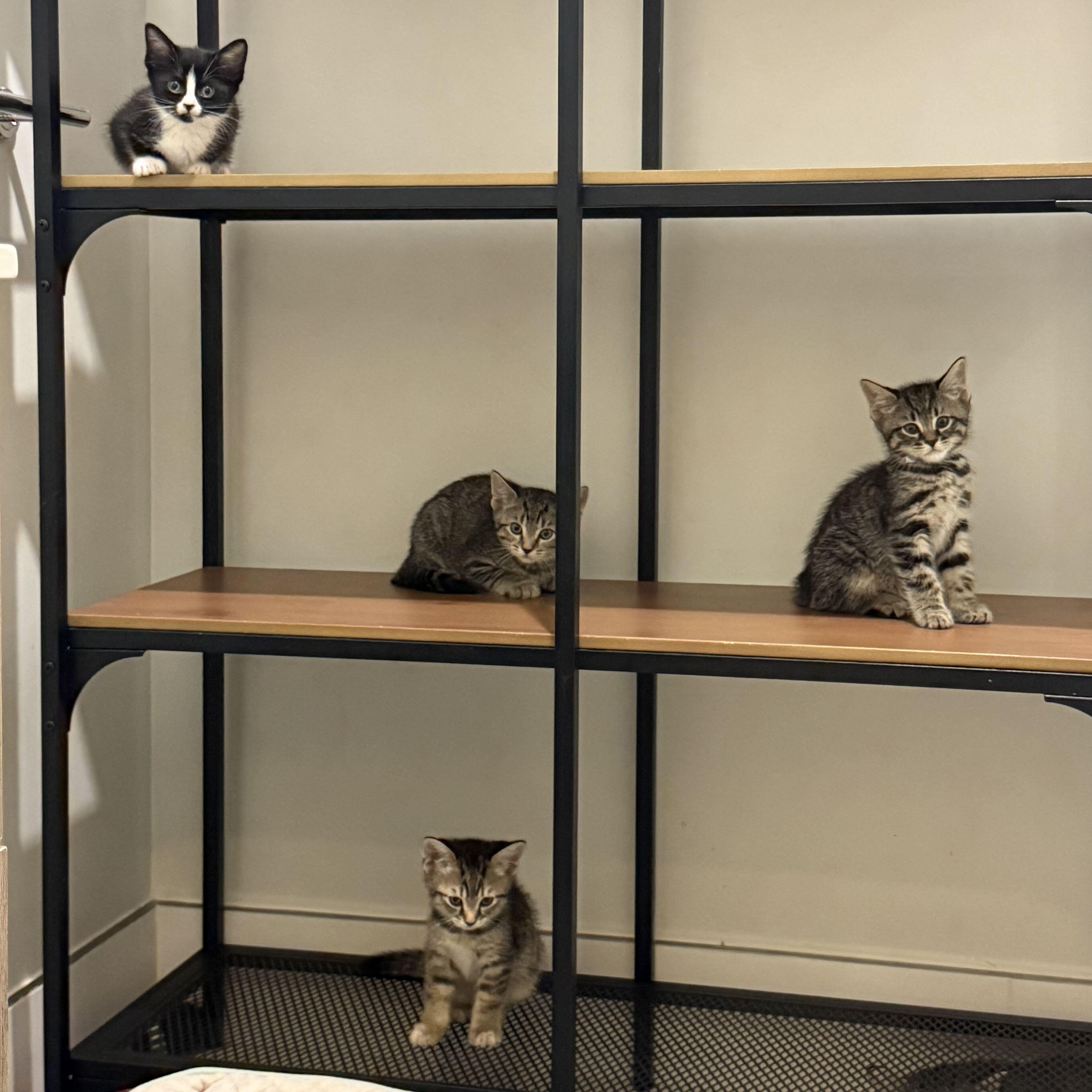 The Board of Directors Kittens, a Adoptable Domestic Short Hair in Waltham, MA image 2/6