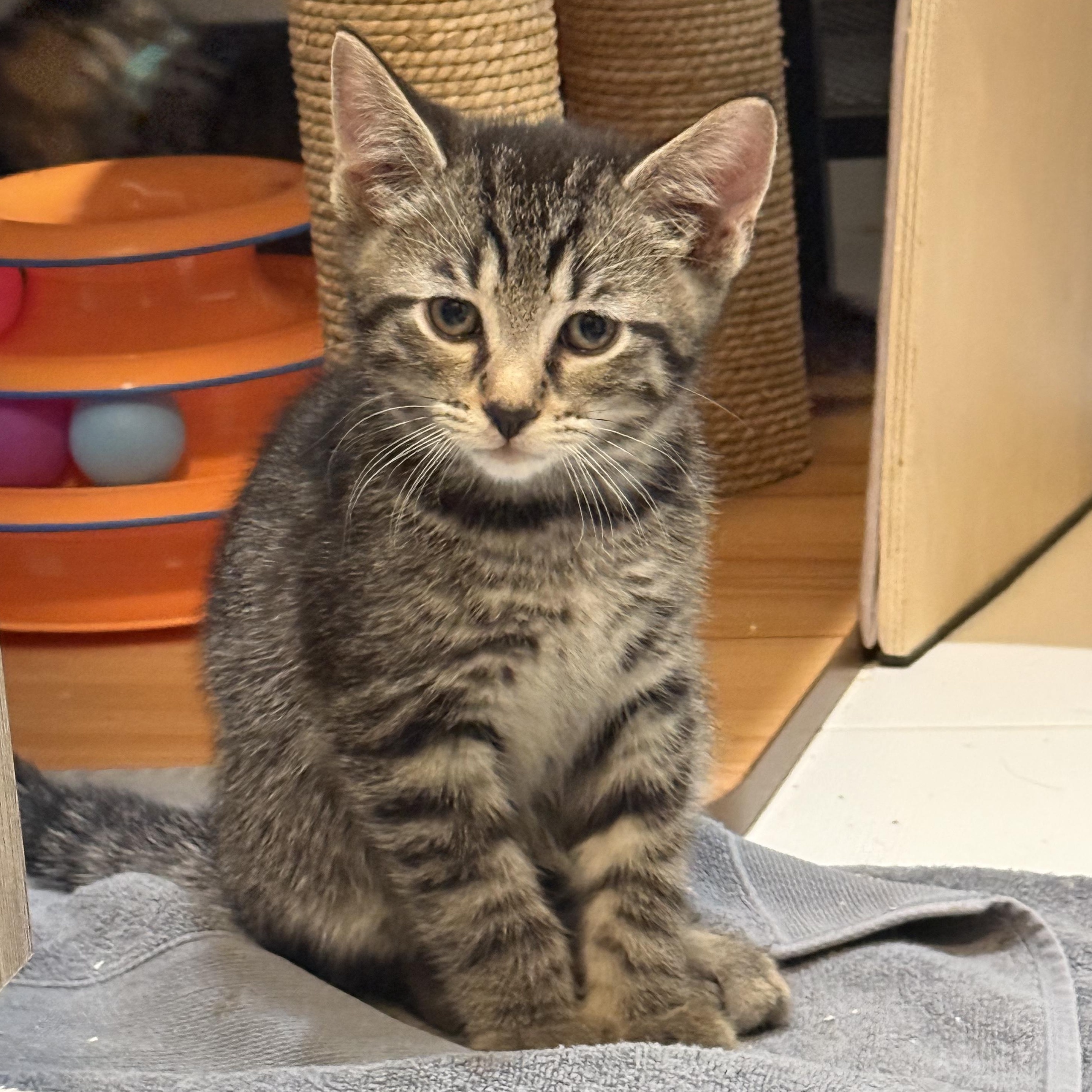 The Board of Directors Kittens, a Adoptable Domestic Short Hair in Waltham, MA image 5/6