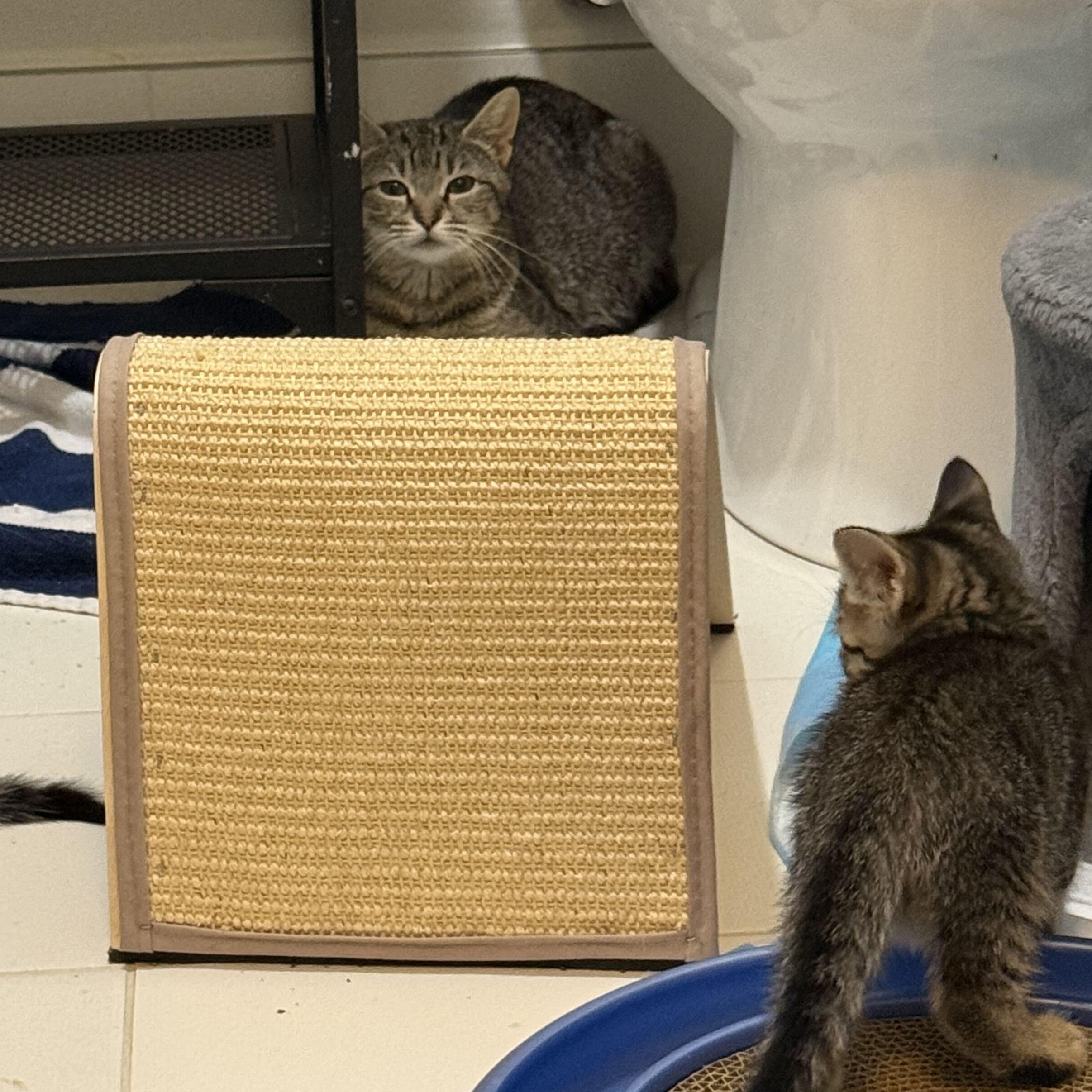The Board of Directors Kittens, a Adoptable Domestic Short Hair in Waltham, MA image 6/6