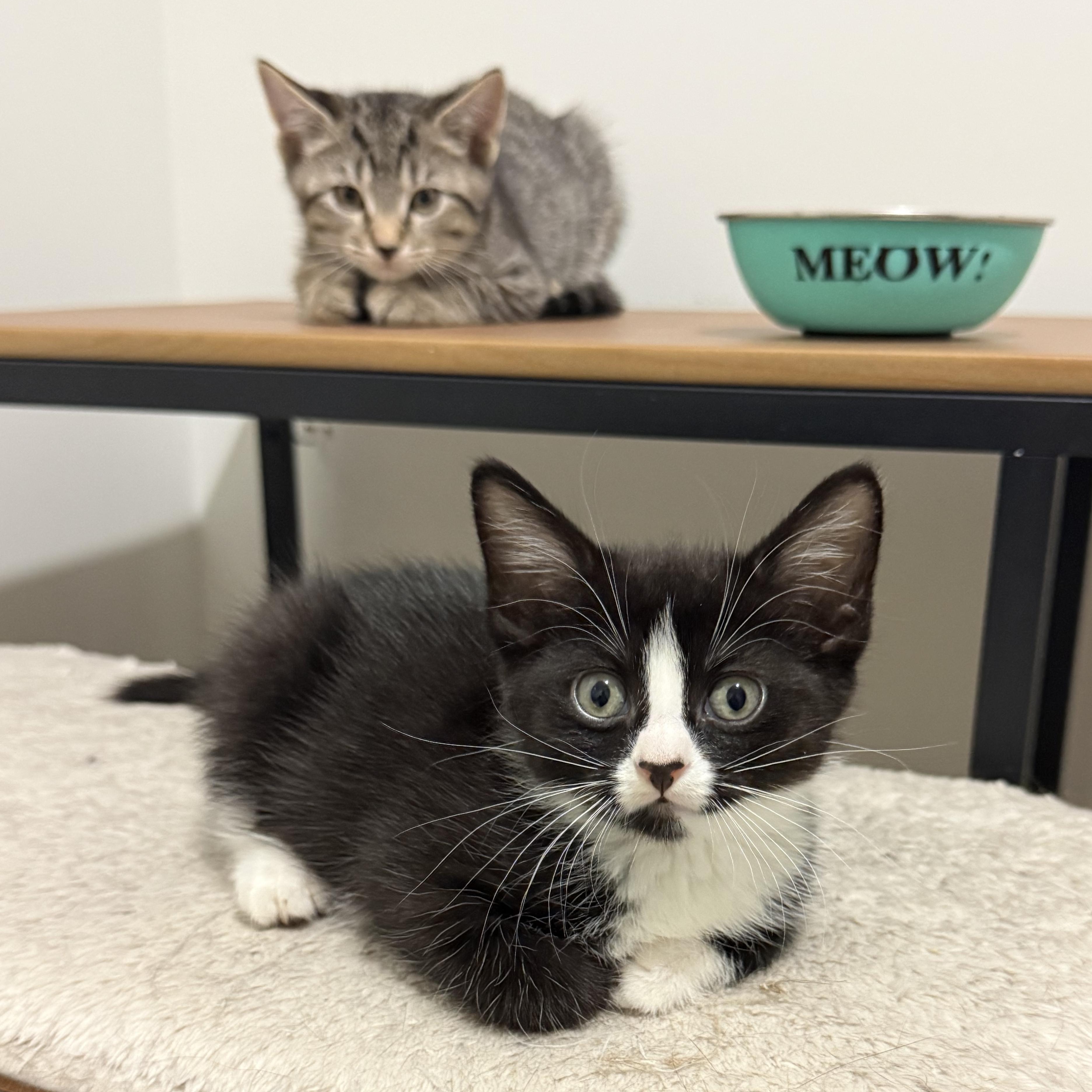 The Board of Directors Kittens, Adoptable, Kitten Male Domestic Short Hair.