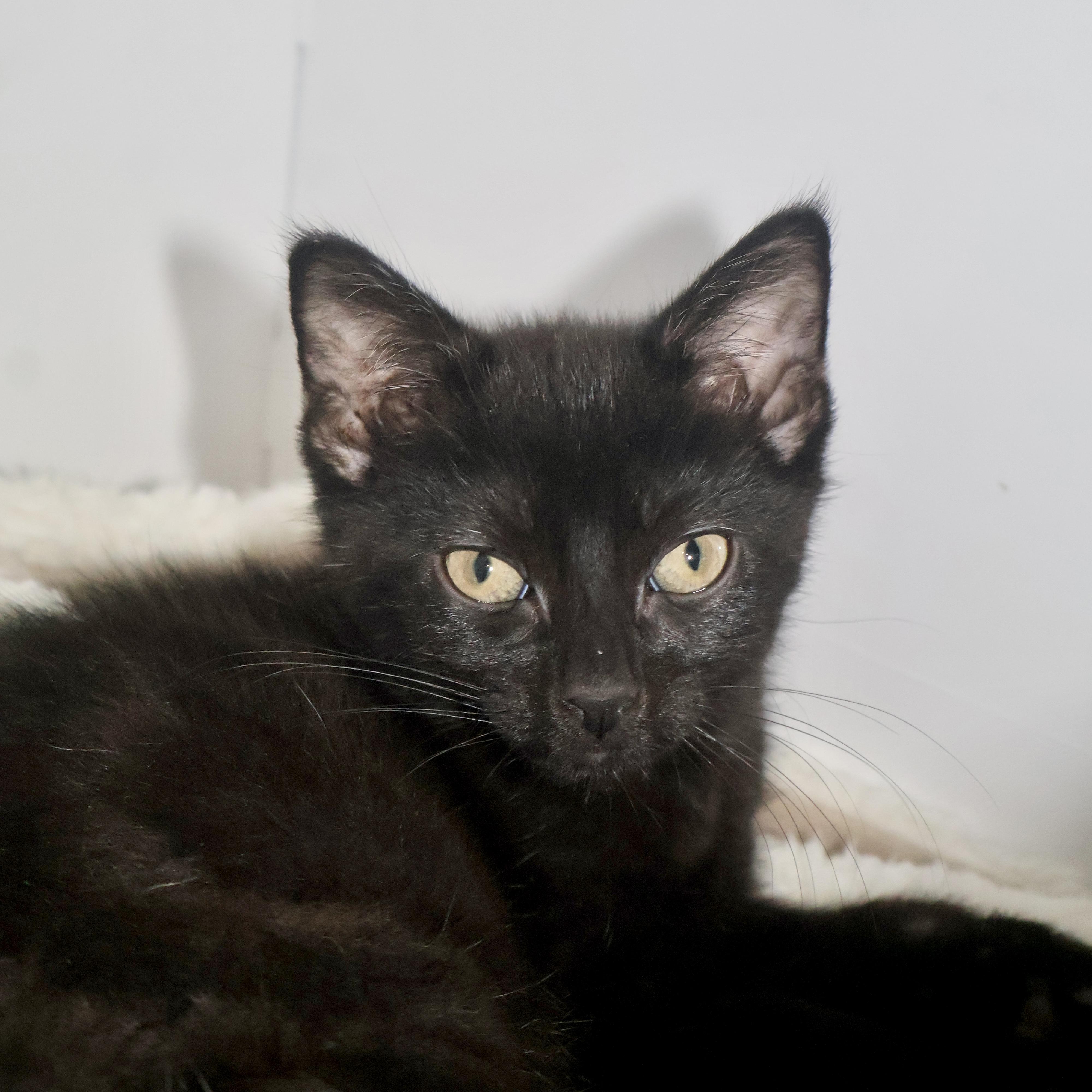 Enlarge Nicks , an adopted Domestic Short Hair in Briarcliff Manor, NY image 1/1