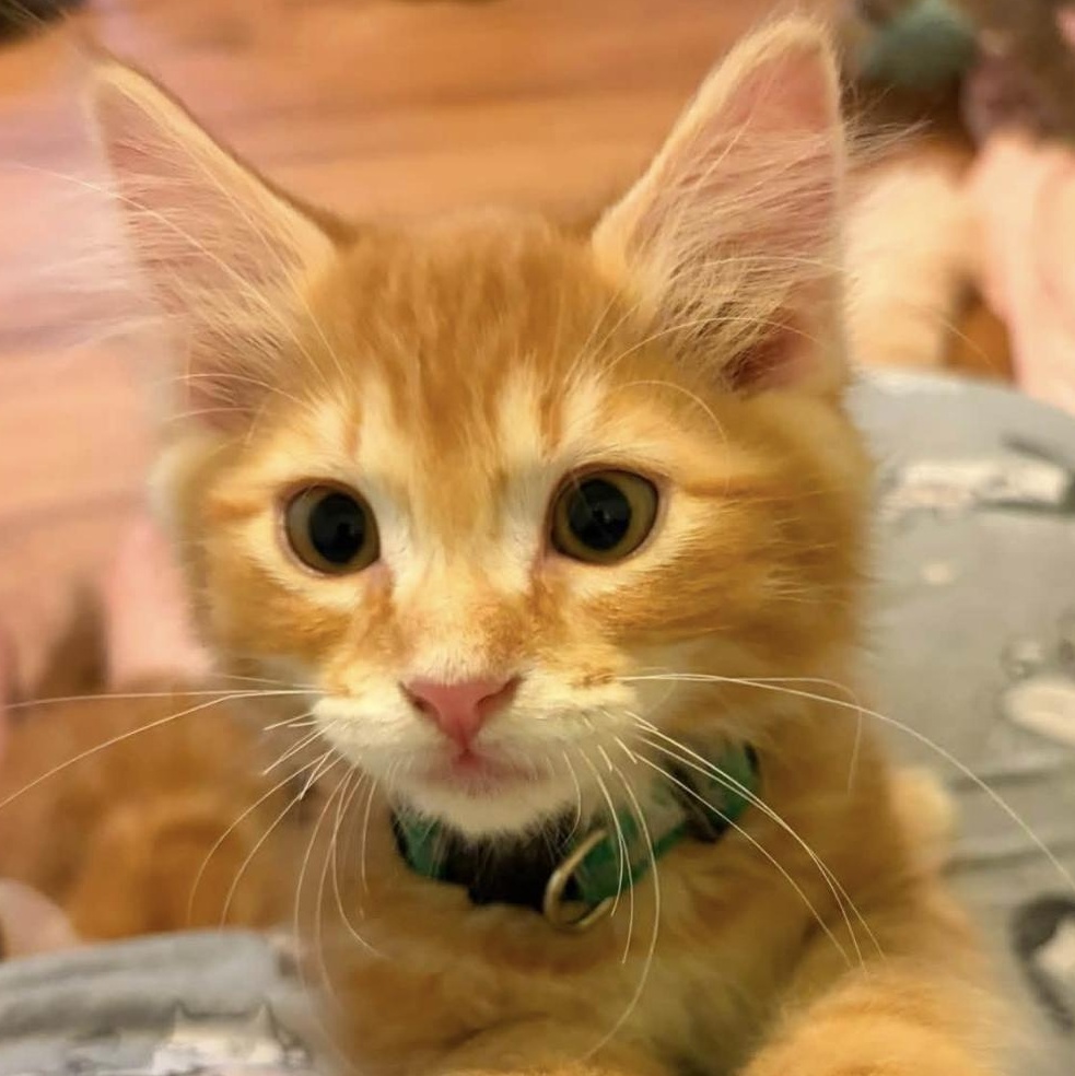 Enlarge Spyro, an adopted Domestic Long Hair in Eugene, OR image 1/5