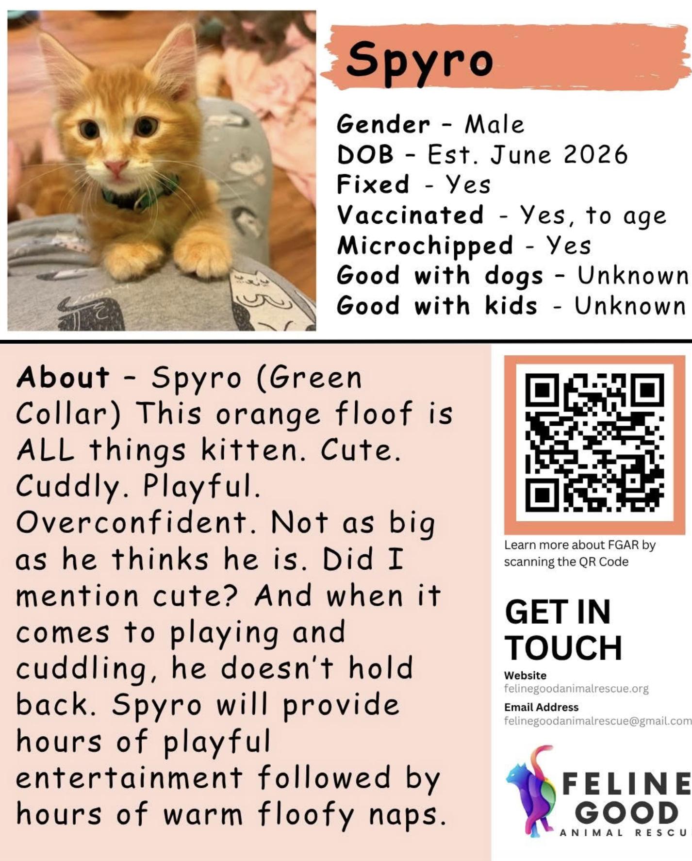 Enlarge Spyro, an adopted Domestic Long Hair in Eugene, OR image 5/5