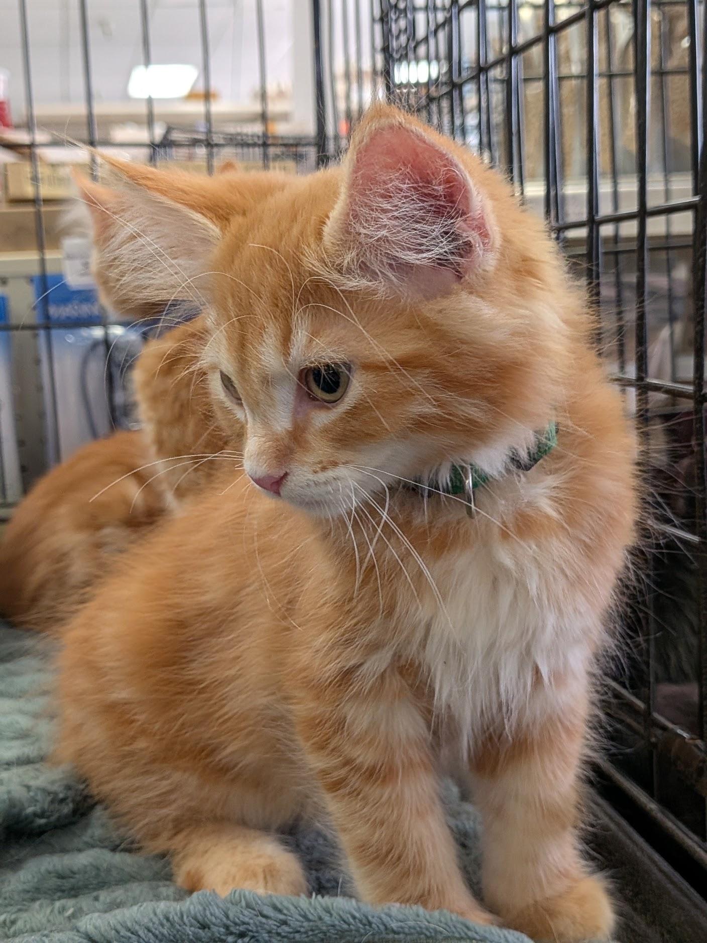 Enlarge Spyro, an adopted Domestic Long Hair in Eugene, OR image 2/5
