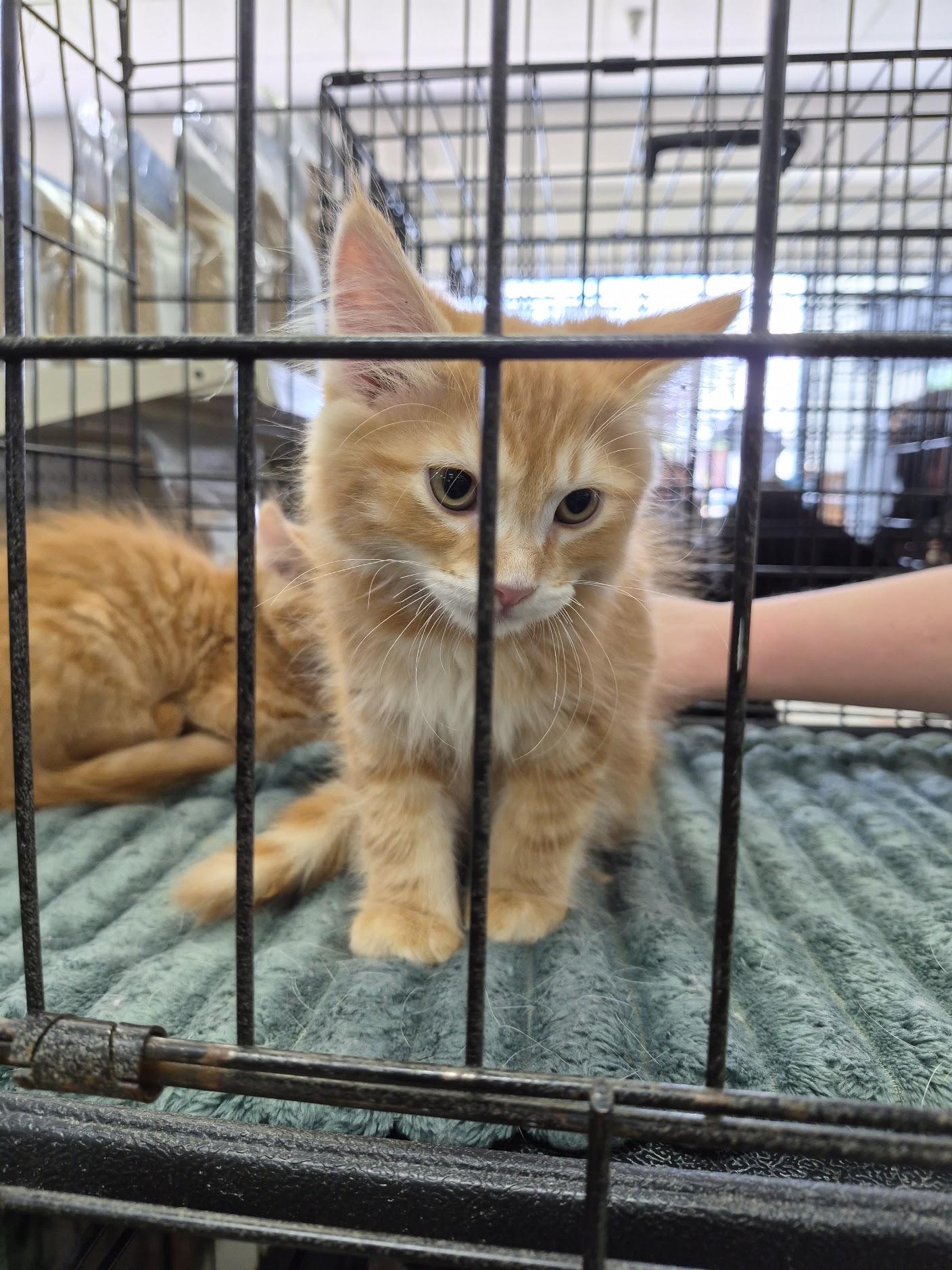 Enlarge Spyro, an adopted Domestic Long Hair in Eugene, OR image 4/5