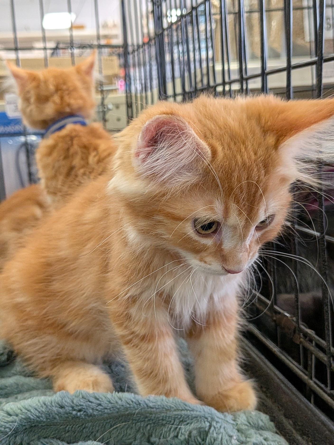 Enlarge Spyro, an adopted Domestic Long Hair in Eugene, OR image 3/5