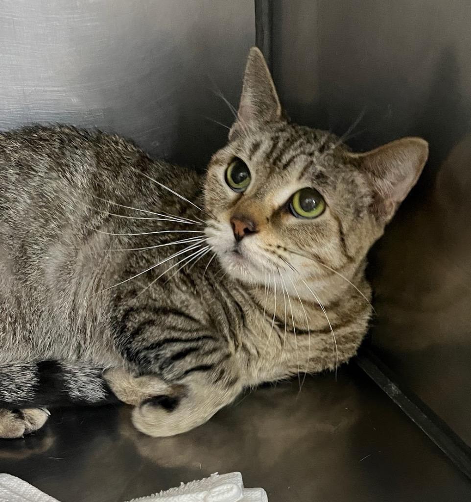 Enlarge Seraphina, a Adoptable mixed breed in Little Rock, AR image 1/1