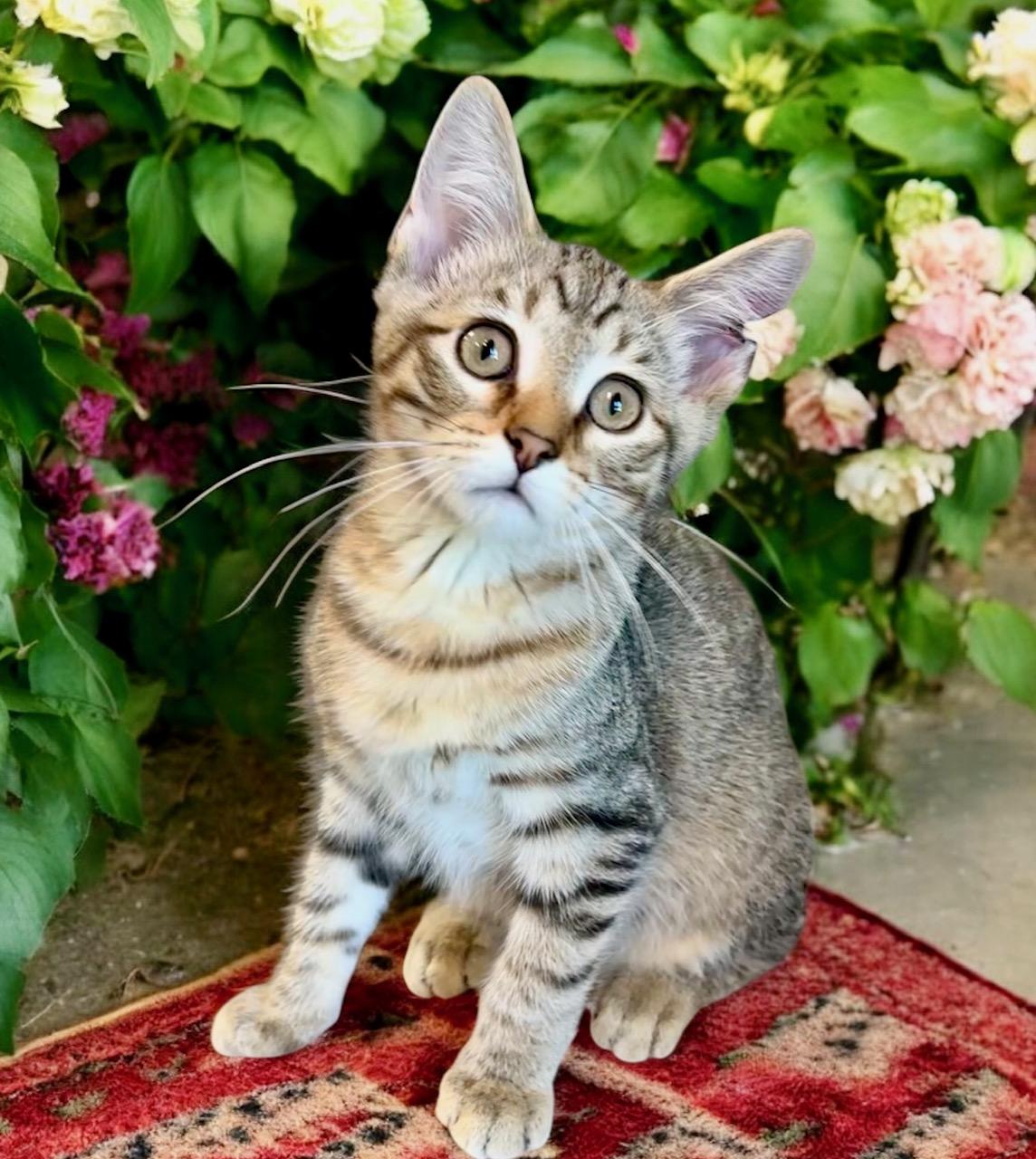 Candy Land - KITTEN