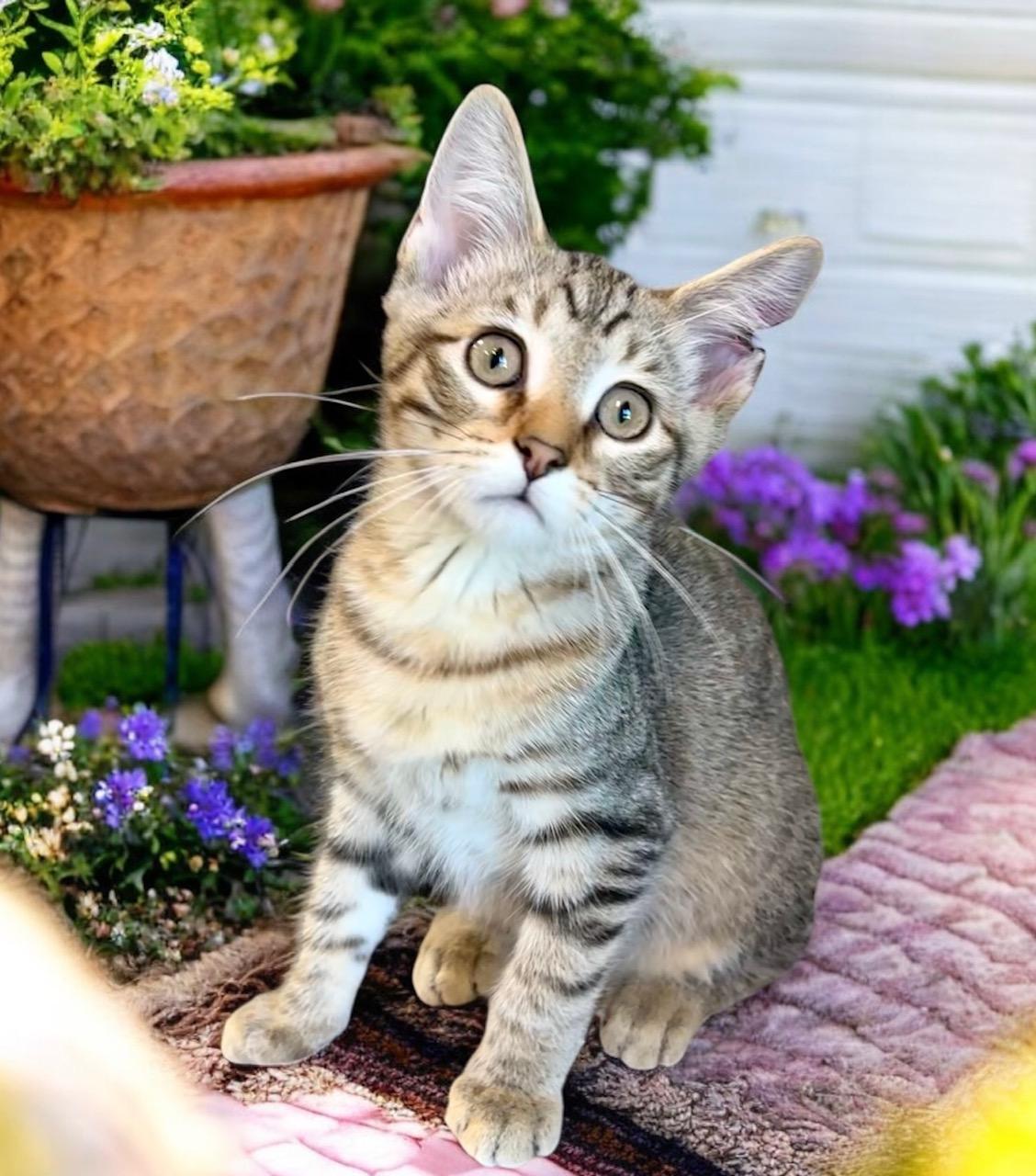Candy Land - KITTEN