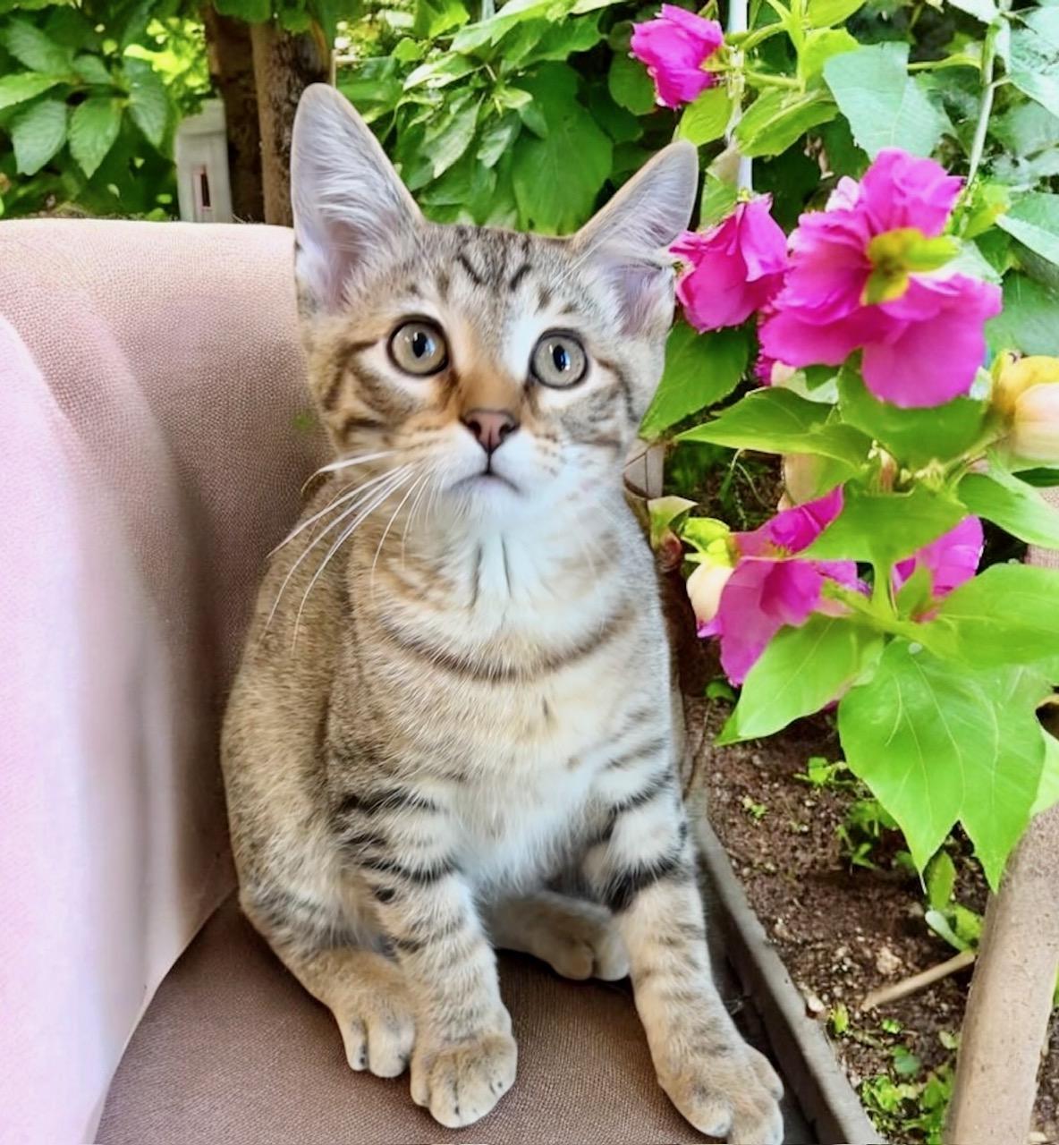 Candy Land - KITTEN