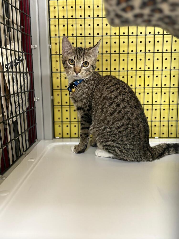 Macey, Adoptable, Young Female Domestic Short Hair.