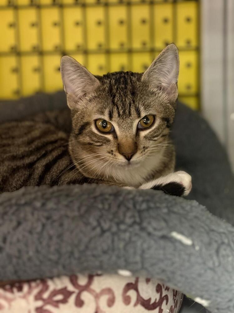 Enlarge Macey, a Adoptable Domestic Short Hair in Orlando, FL image 2/2