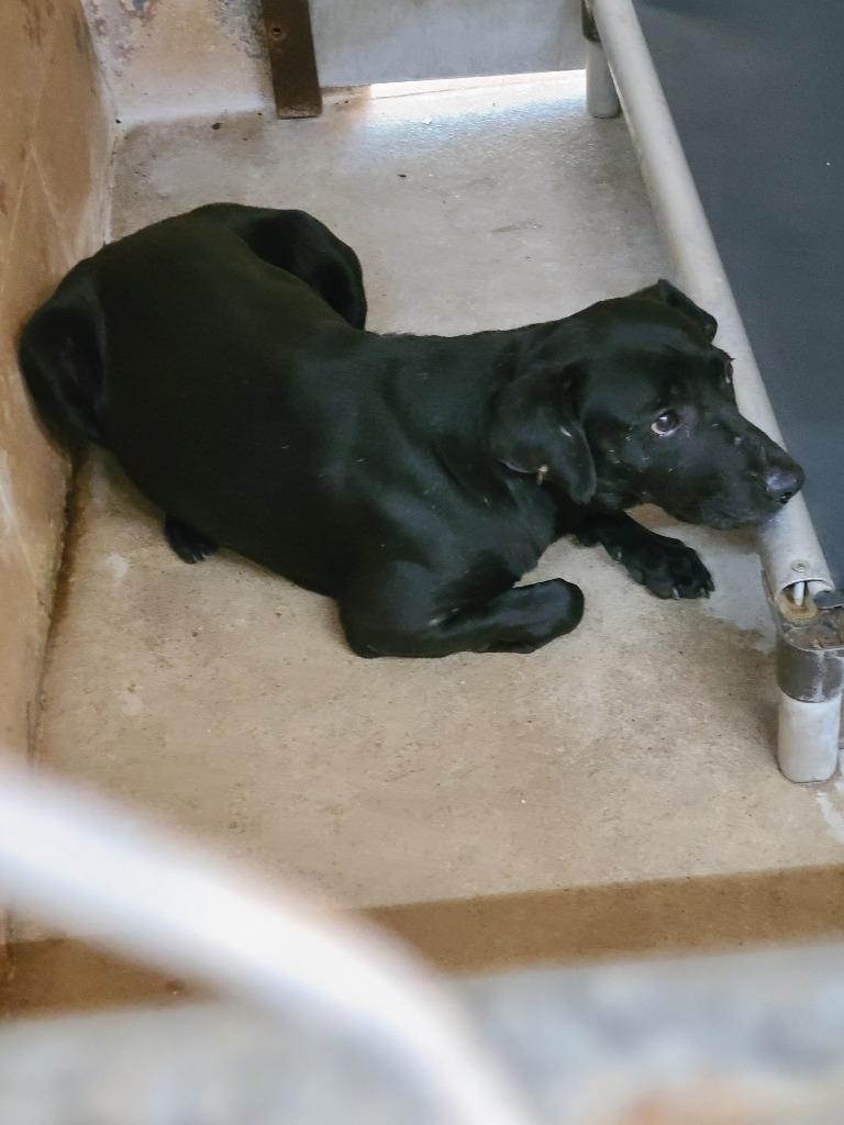 Flop, Adoptable, Young Male Labrador Retriever.