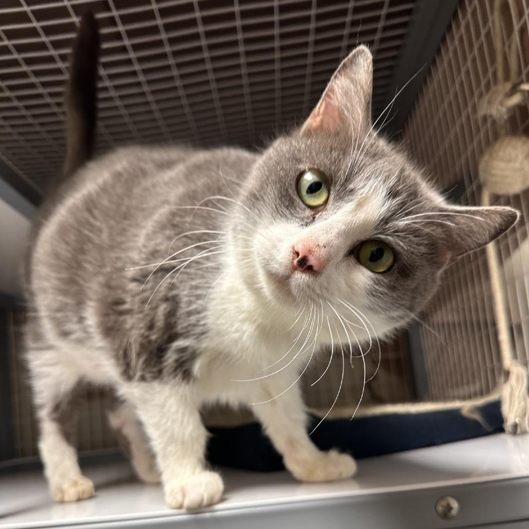 Enlarge Paddy, a Adoptable Domestic Short Hair in Blue Ridge, GA image 1/3