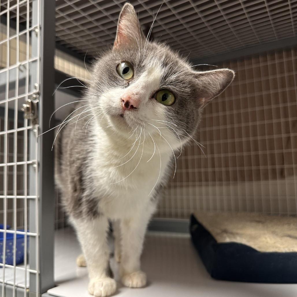 Enlarge Paddy, a Adoptable Domestic Short Hair in Blue Ridge, GA image 2/3