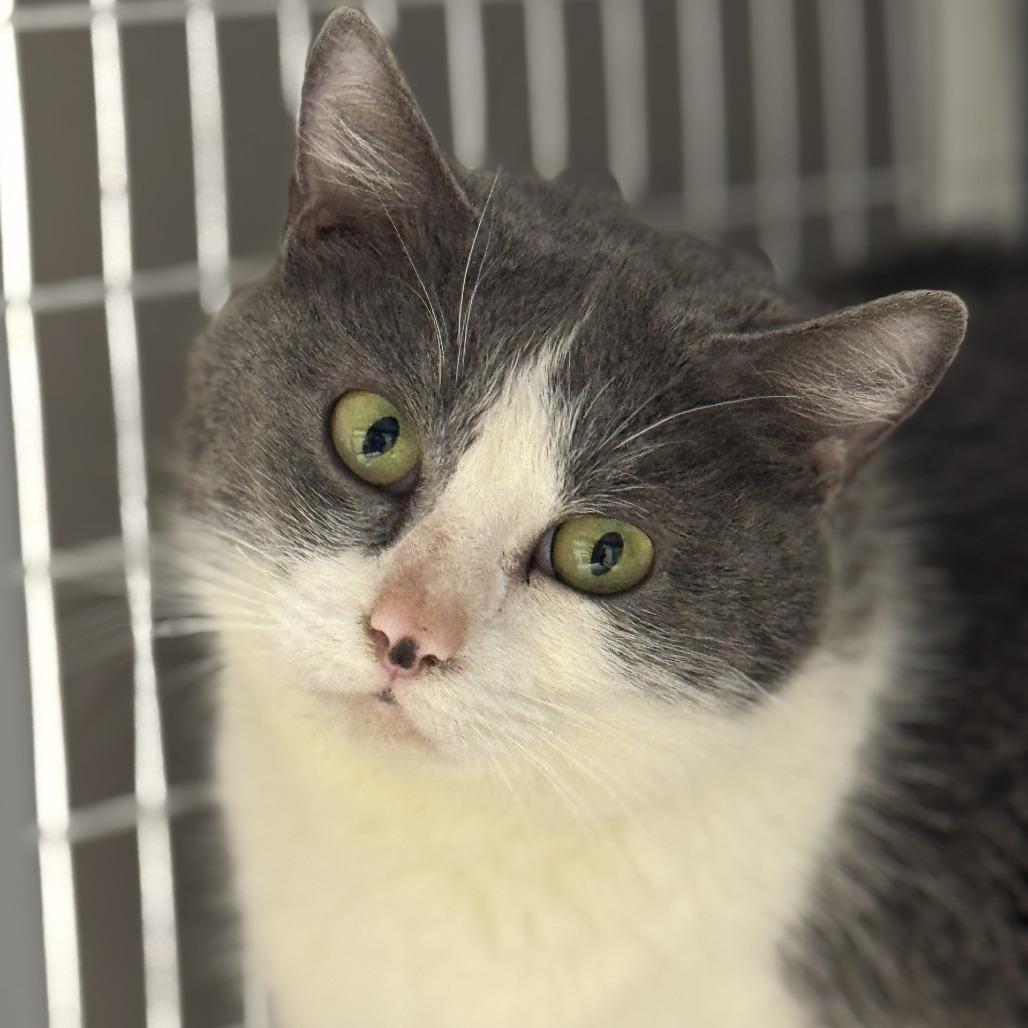 Enlarge Paddy, a Adoptable Domestic Short Hair in Blue Ridge, GA image 3/3