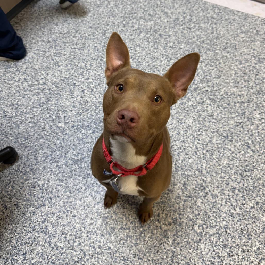Red, Adoptable, Young Male Pit Bull Terrier.
