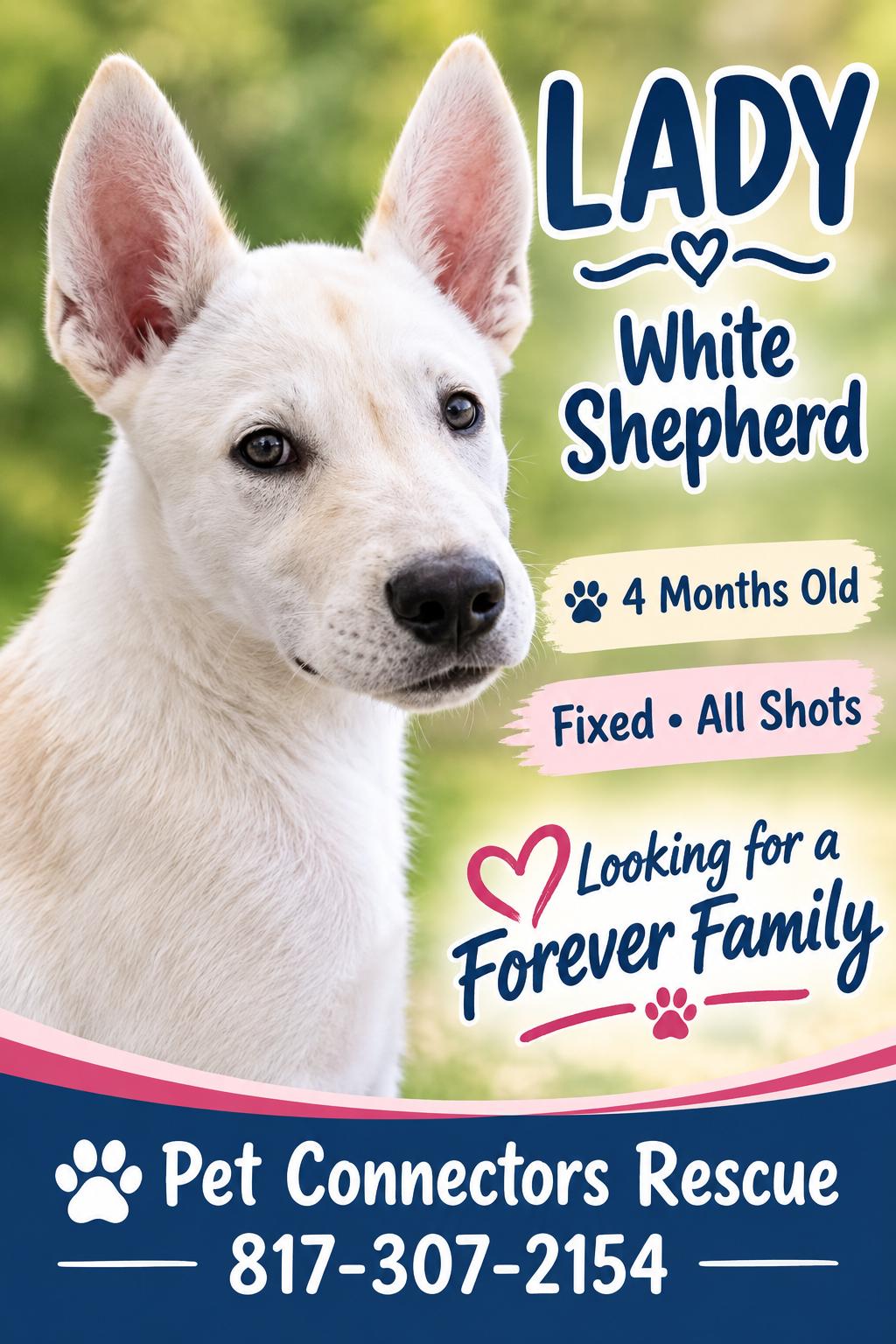 Enlarge Ms.Penelope, a Adopted German Shepherd Dog in Fort Worth, TX image 1/1