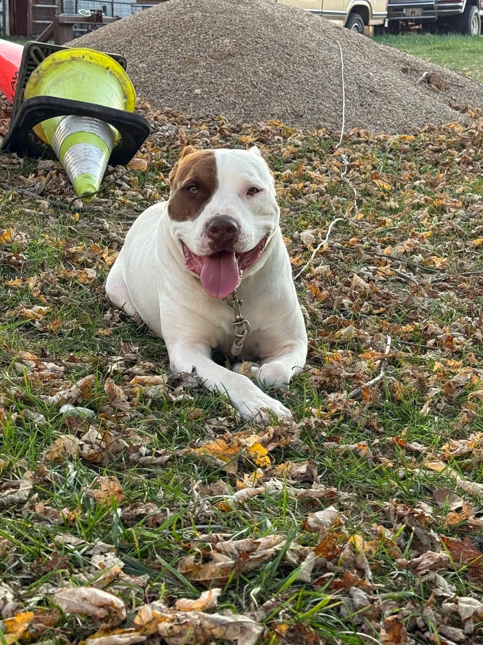 Enlarge Hercules, a ADOPTABLE mixed breed in Muncie, IN image 4/4