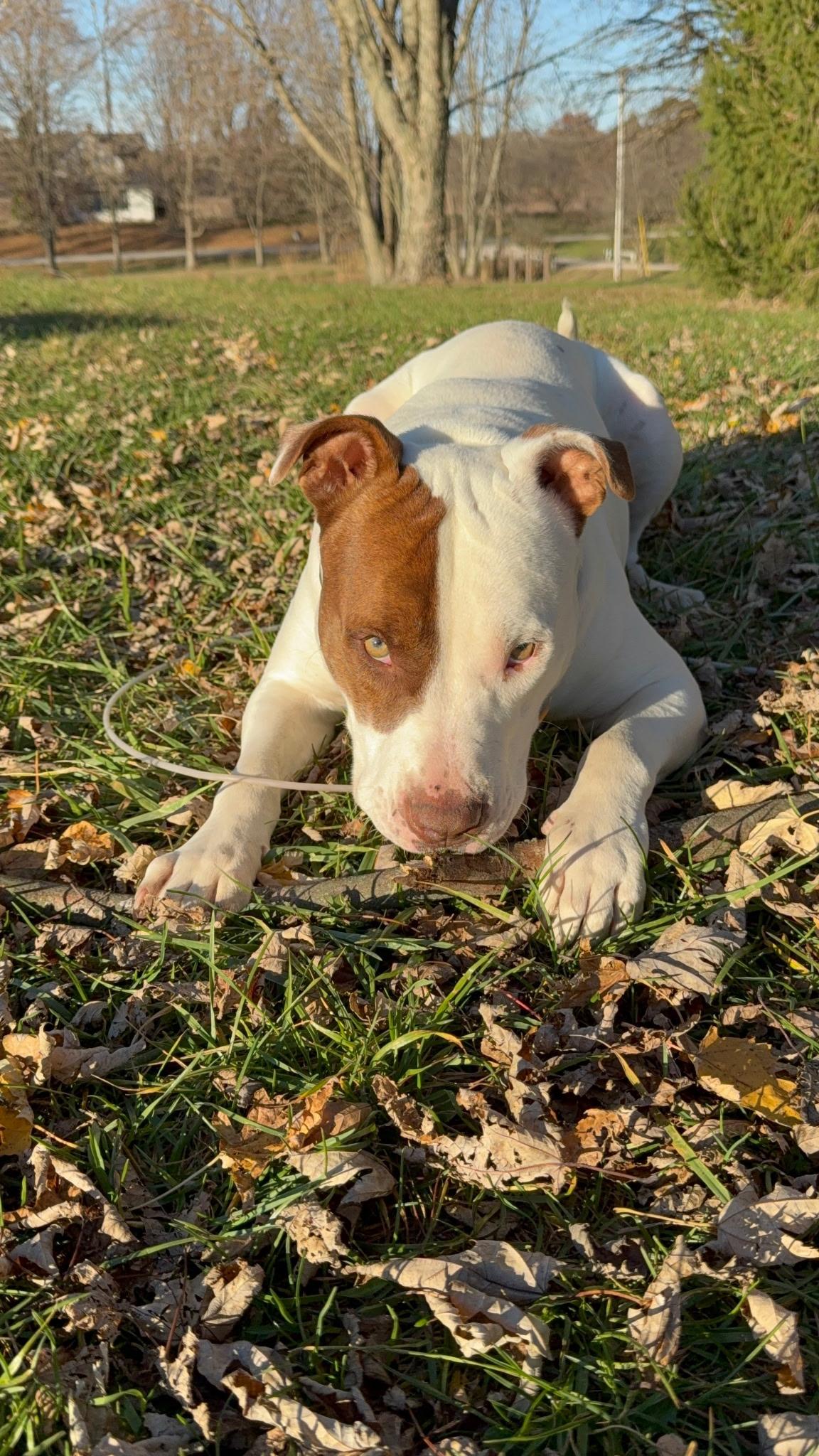 Enlarge Hercules, a ADOPTABLE mixed breed in Muncie, IN image 3/4
