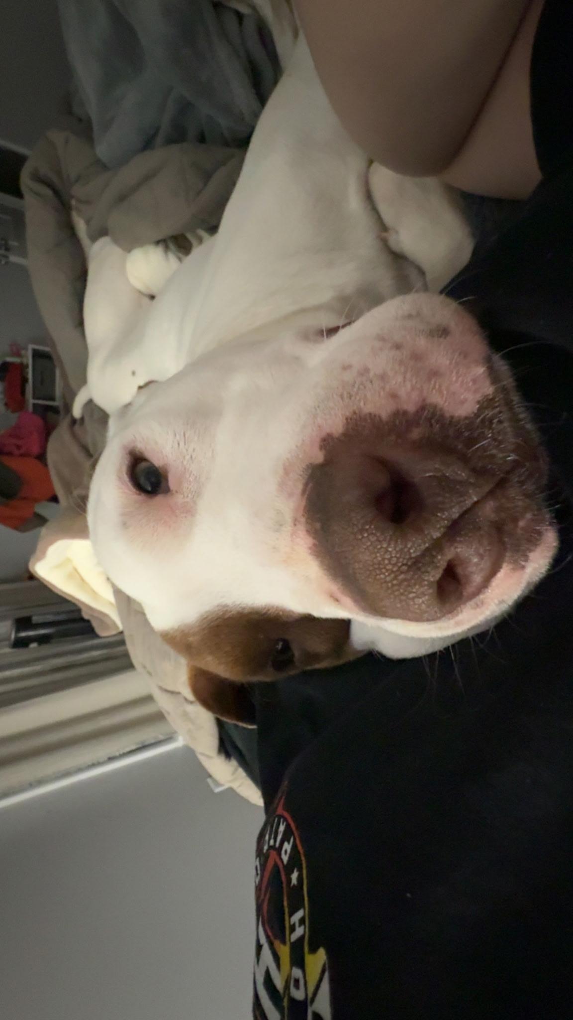 Enlarge Hercules, a ADOPTABLE mixed breed in Muncie, IN image 2/4