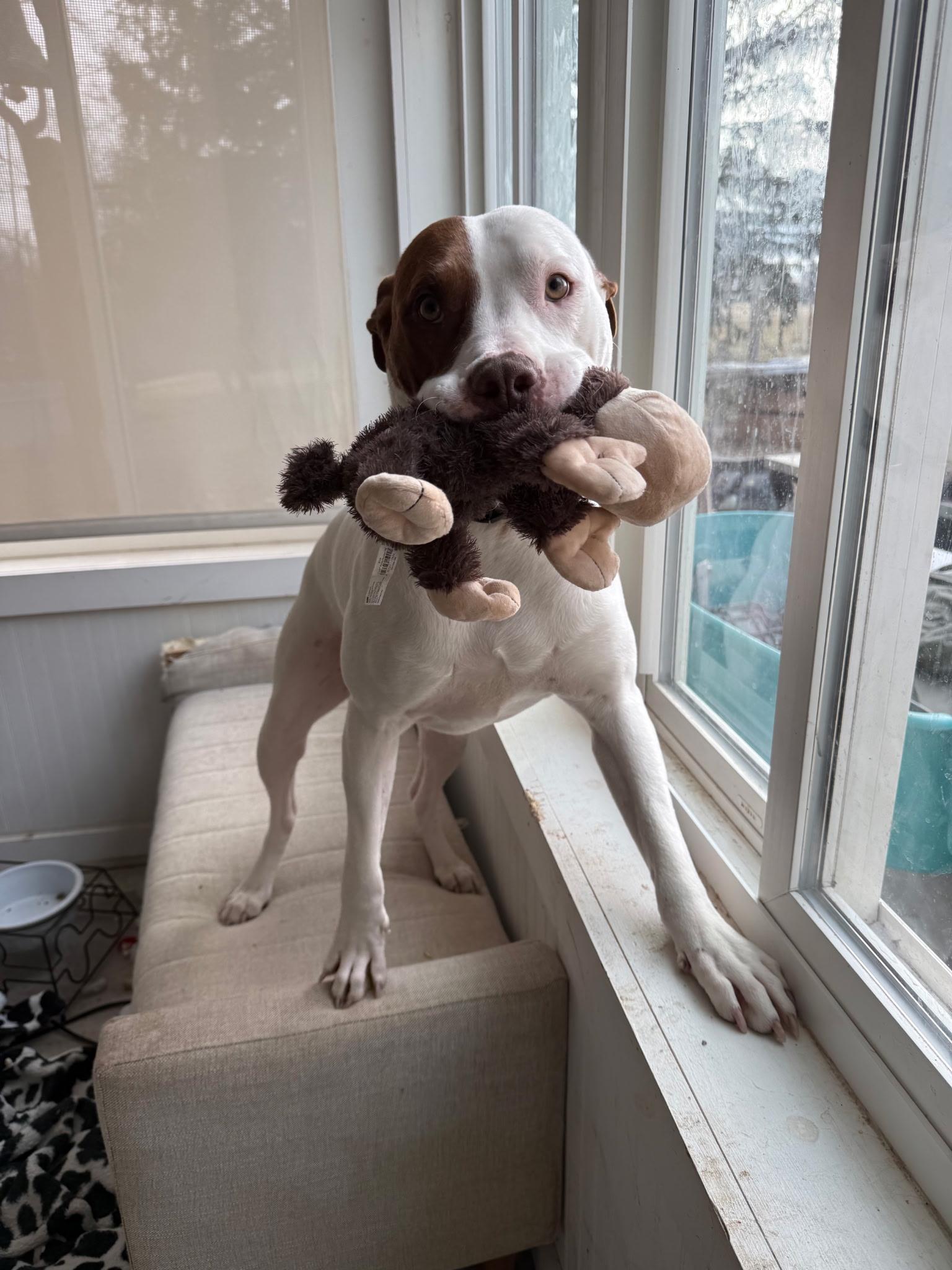 Enlarge Hercules, a ADOPTABLE mixed breed in Muncie, IN image 1/4