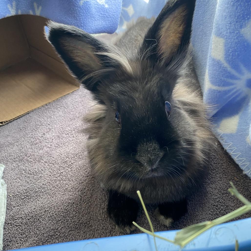 BunBun, Adoptable, Adult Female Lionhead.